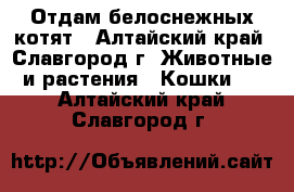 Отдам белоснежных котят - Алтайский край, Славгород г. Животные и растения » Кошки   . Алтайский край,Славгород г.